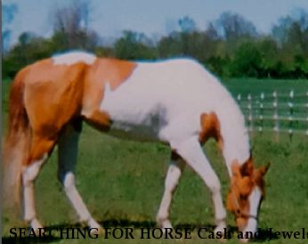 SEARCHING FOR HORSE Cash and Jewels, REWARD  Near Lowellville, OH, 44436